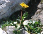 Der
                          Alpenl�wenzahn ist viel kleiner und hat eine
                          intensivere Farbe, gem�ss Farbentherapie wegen
                          des intensiveren, blauen Lichts im
                          Hochgebirge