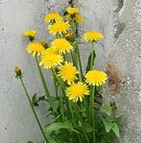 Gew�hnlicher L�wenzahn
