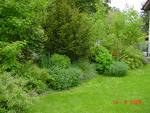 Pflanzenbl�tter - hier eine
                          abwechslungsreich gestaltete Hecke - sind
                          deswegen gr�n, weil die rote Farbe im Licht
                          (mit der gr�ssten Wellenl�nge, mit der
                          gr�ssten Energie) von der Farbe Gr�n am besten
                          geschluckt wird.