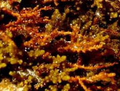 Rote Meerpflanzen sind deswegen rot,
                              weil rotes Gewebe das blau-gr�ne
                              Meerwasserlicht besonders gut ausn�tzen
                              kann