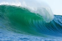 Das
                          Meerwasser erscheint in den ersten Metern
                          Tiefe gr�n-blau, und entsprechend sind
                          Pflanzen dort oft rot.
