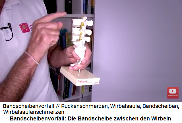 Bandscheiben zwischen
                      Wirbeln am Modell: Die Bandscheiben befinden sich
                      an der Rckgrat-INNENSEITE
