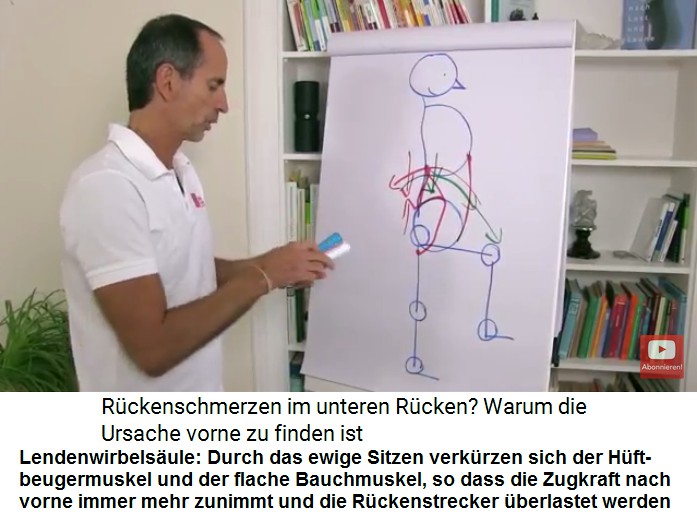 Lendenwirbelsule: Die
                      ewige Sitzhaltung der "Zivilisation"
                      provoziert die Verkrzung von Hftbeuger-Muskeln
                      und die Verkrzung des flachen Bauchmuskels