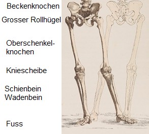 Skelett
                      mit dem Grossen Rollhgel am Hft-Aussenpunkt