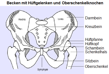 Becken mit Hftgelenken und
                      Oberschenkelknochen, Schema