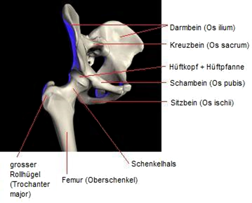Becken
                      mit Hftgelenken und Oberschenkelknochen, Schema
                      Seitenansicht