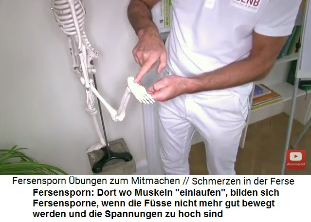 Liebscher-Bracht zeigt
                      am Skelett, wo die Fersensporne an der Ferse sind:
                      Dort, wo Muskeln "einlaufen", bilden
                      sich Fersensporne, wenn die Fsse nicht mehr gut
                      bewegt werden und die Spannungen zu hoch sind