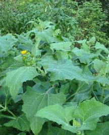 Tellergrosse
              Yacon-Bltter mit Yacon-Blte