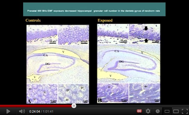 900 MHz:
                  Im Rattenexperiment werden embrionale Stammzellen
                  durch Handys klar gesch�digt bzw. die Anzahl Zellen
                  hat sich vermindert.