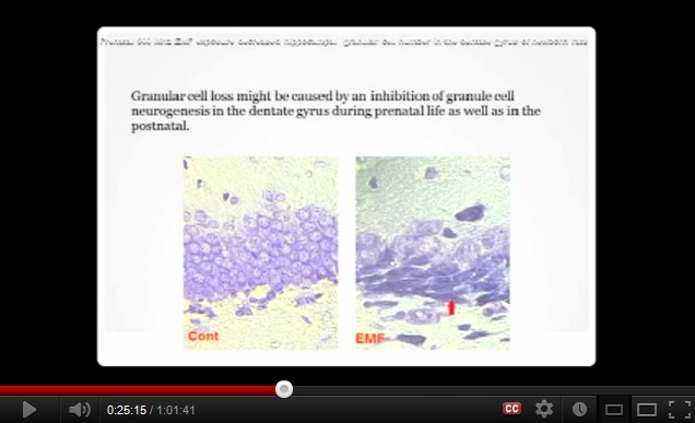 Die
                  Zellkerne sind nach der Exposition mit 900 MHz nicht
                  mehr da
