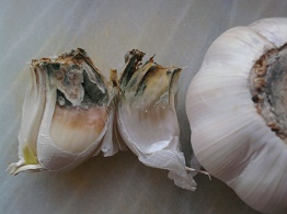 Aluminium-Knoblauch fault
                                          nach 1 Tag