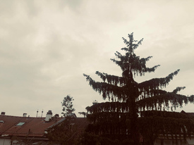 Basel: Tanne mit Wolkenhimmel Basel:
                    Tanne mit Wolkenhimmel