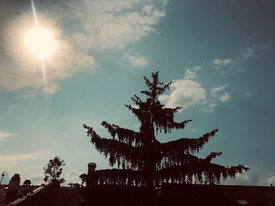 Basel: Tanne mit Sonnenhimmel 1 Stunde später
                    nach dem Verdampfen von Putzessig mit 9,5%
                    Essigsäureº Basel: Tanne mit Sonnenhimmel 1
                    Stunde später nach dem Verdampfen von Putzessig mit
                    9,5% Essigsäure