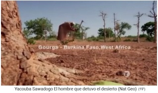 Overcome the time bomb desertification: Yacouba
              Sadabogo installing new forest with Zai technique (hole
              with manure and compost, as well as stone rows)