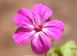 5 Bltenbltter, z.B. die
                  Blume "Storchenschnabel" (Geranium
                  robertianum)
