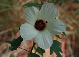 5
Blütenblätter: Hibiskus (Hibiscus aculeatus) 5
Blütenblätter: Hibiskus (Hibiscus aculeatus)
