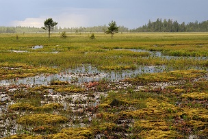 People building a town in a swamp (here
                          Aapa mire in Finland)...