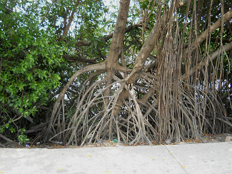 Fan like roots of mangrove trees,
                                  Cartagena in Columbia