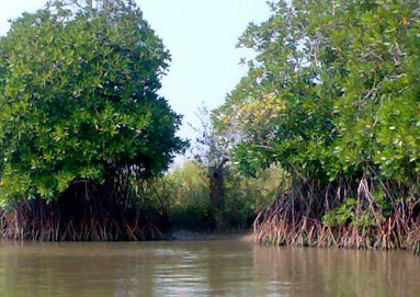 Mangrove forest in Pichavaram in southern
                        India