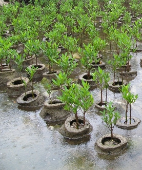 Reforestation of
                          mangroves with seedlings